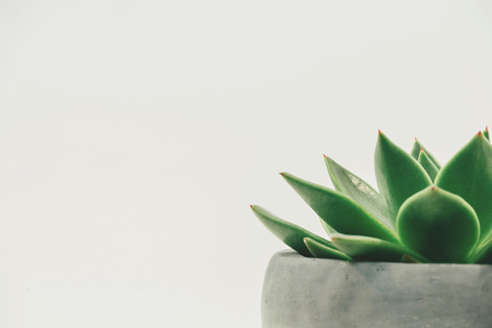 What indicates that your succulents need more light?